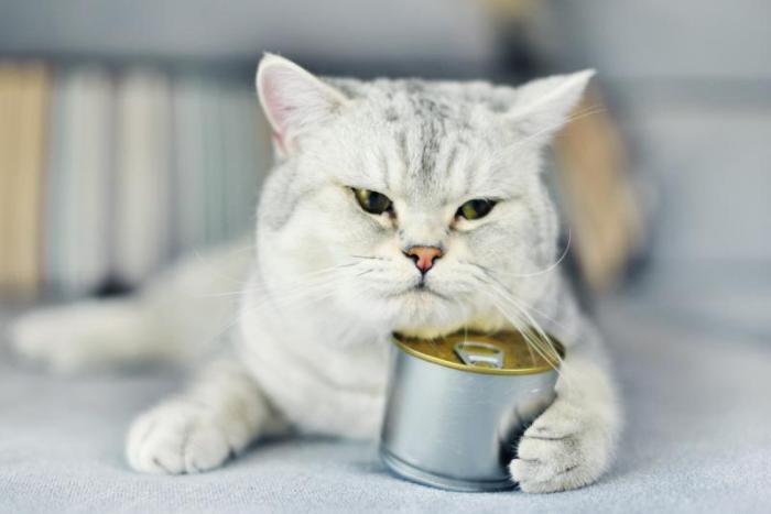How Many Calories in a Can of Cat Food?