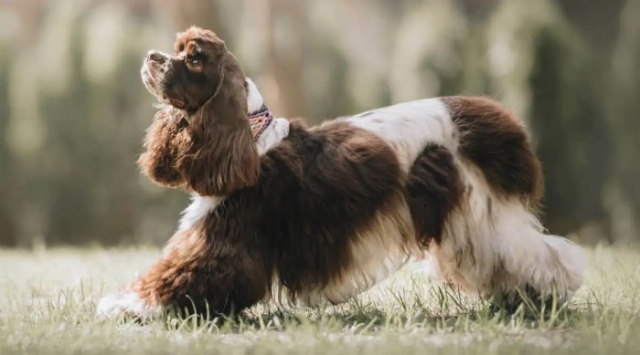 Recommended dog food for cocker spaniels