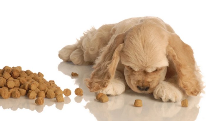 Recommended Dog Food for Cocker Spaniels