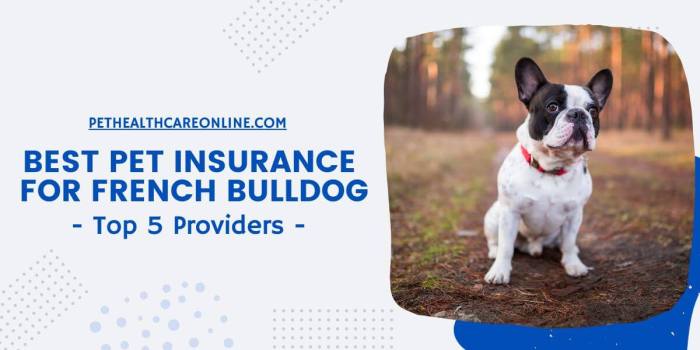 Bulldog insurance trendingbreeds Best insurance for french bulldogs