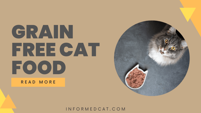 Grain-Free Cat Food for Senior Cats A Guide