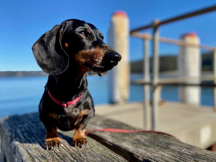 Dog-Friendly Beaches Central Coast Guide