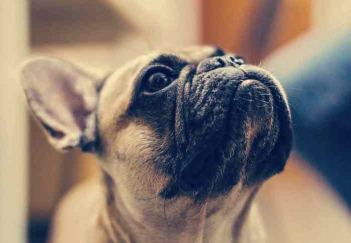 Protective bulldog bulldogs francese allevamento Best insurance for french bulldogs